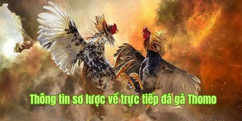 Trực Tiếp Đá Gà Thomo Good88 - Hình Thức Phát Sóng Phổ Biến 1 Đánh giá thông tin sơ lược về trực tiếp đá gà Thomo