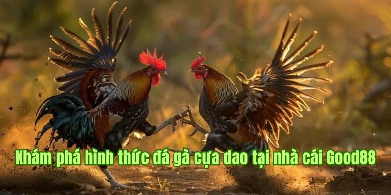 Đá Gà Cựa Dao - Siêu Phẩm Kịch Tính Hàng Đầu Tại Good88 1 Khám phá hình thức đá gà cựa dao tại nhà cái Good88