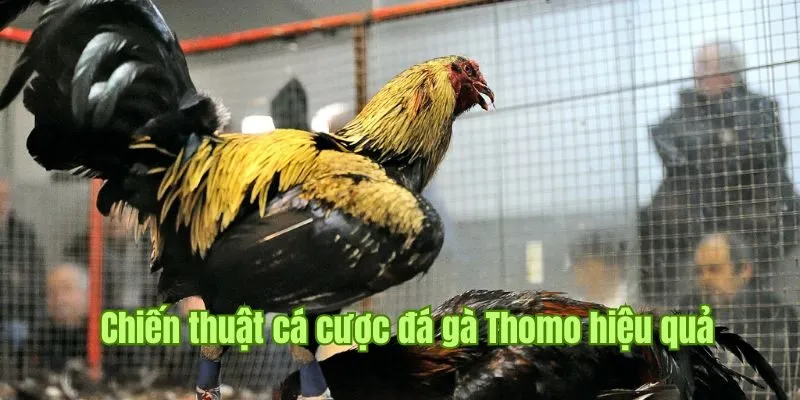 Trực Tiếp Đá Gà Thomo Good88 - Hình Thức Phát Sóng Phổ Biến 3 Tổng hợp chiến thuật cá cược trực tiếp đá gà Thomo hiệu quả